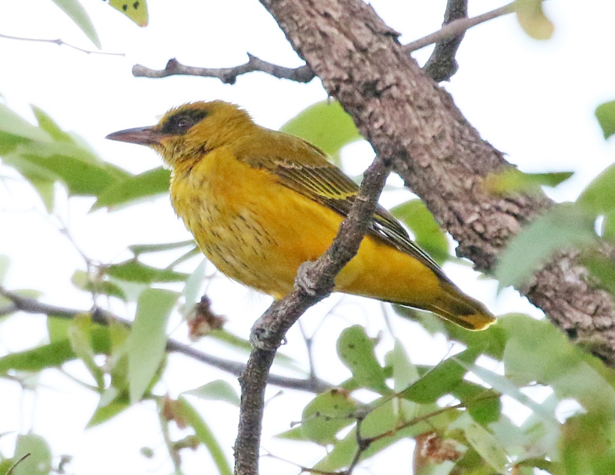 African Golden Oriole - Charlotte Byers