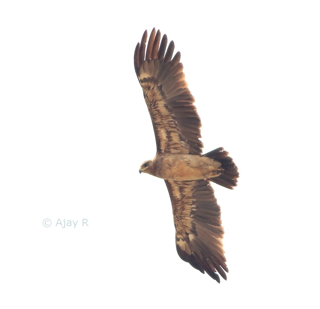Greater Spotted Eagle - Ajay R