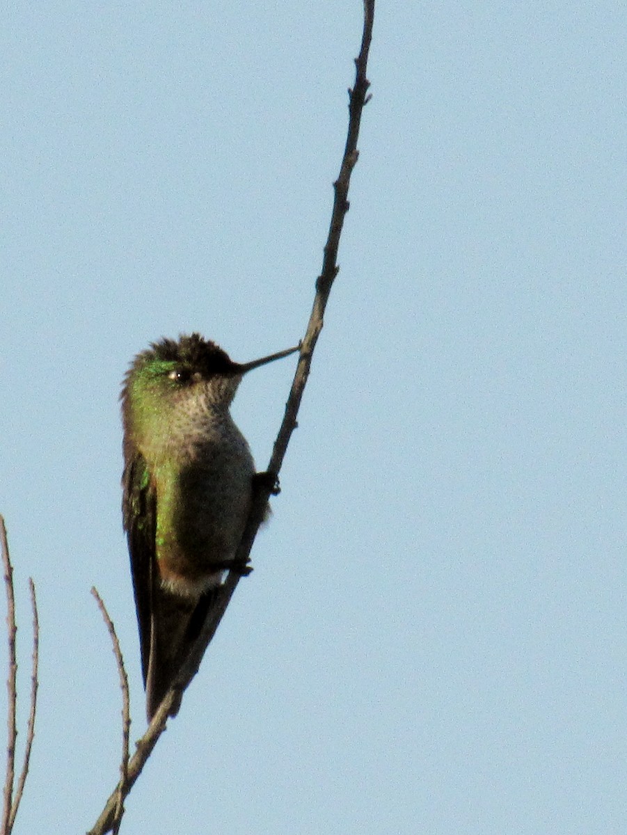 Green-backed Firecrown - ML90039781