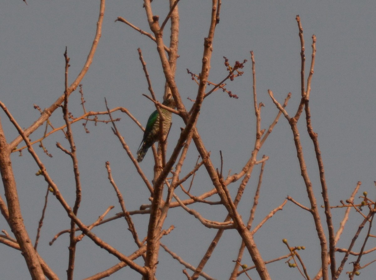 Asian Emerald Cuckoo - Wangworn Sankamethawee