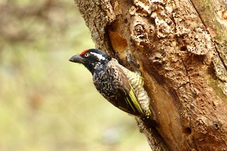  - Banded Barbet