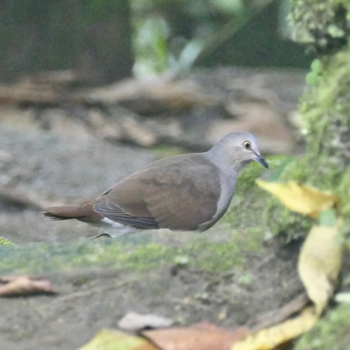 White-tipped Dove - Don Hall