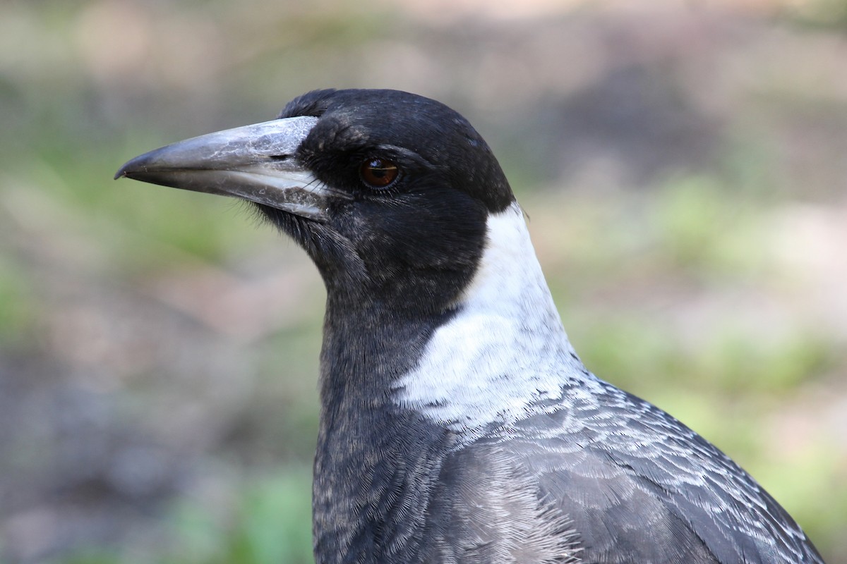 Australian Magpie (Western) - ML90049671