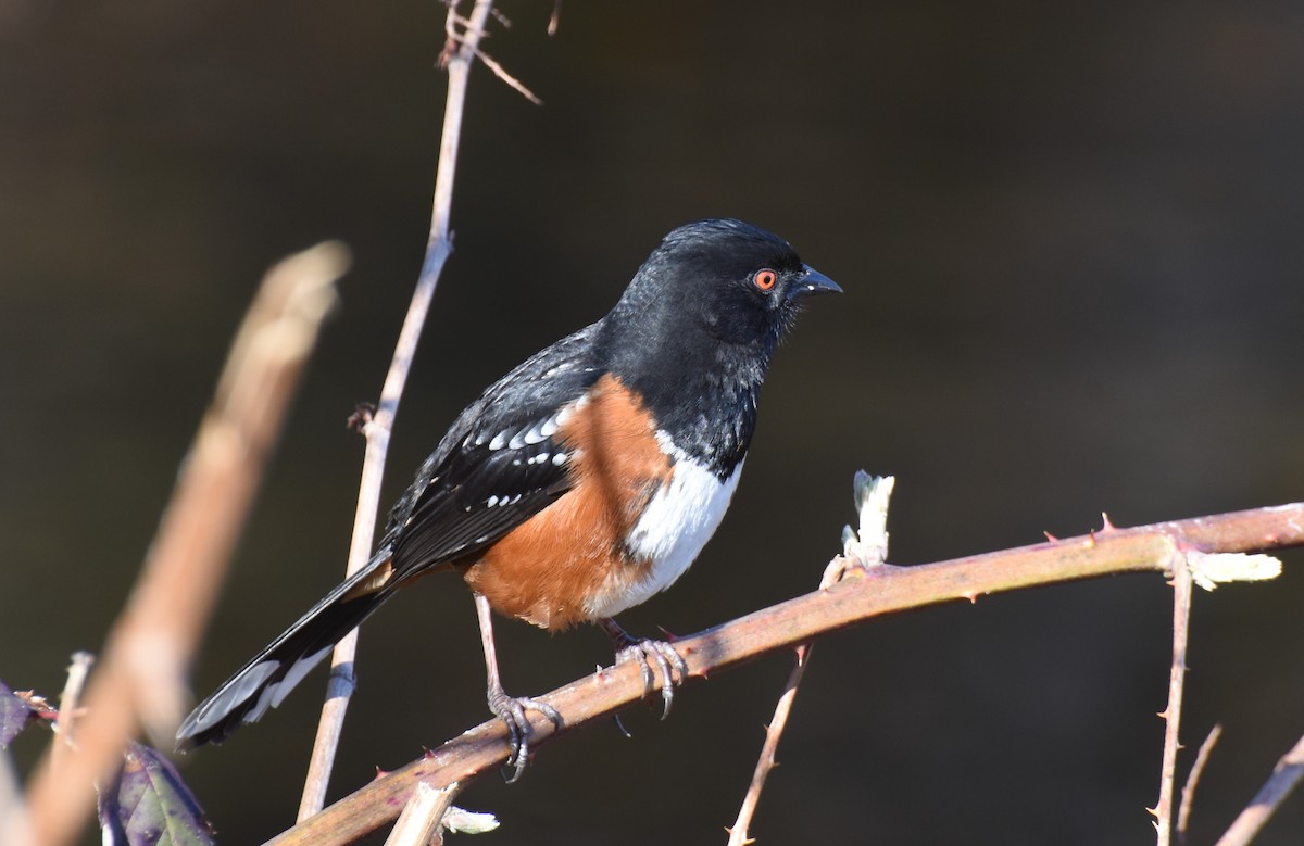 Spotted Towhee - ML90050691