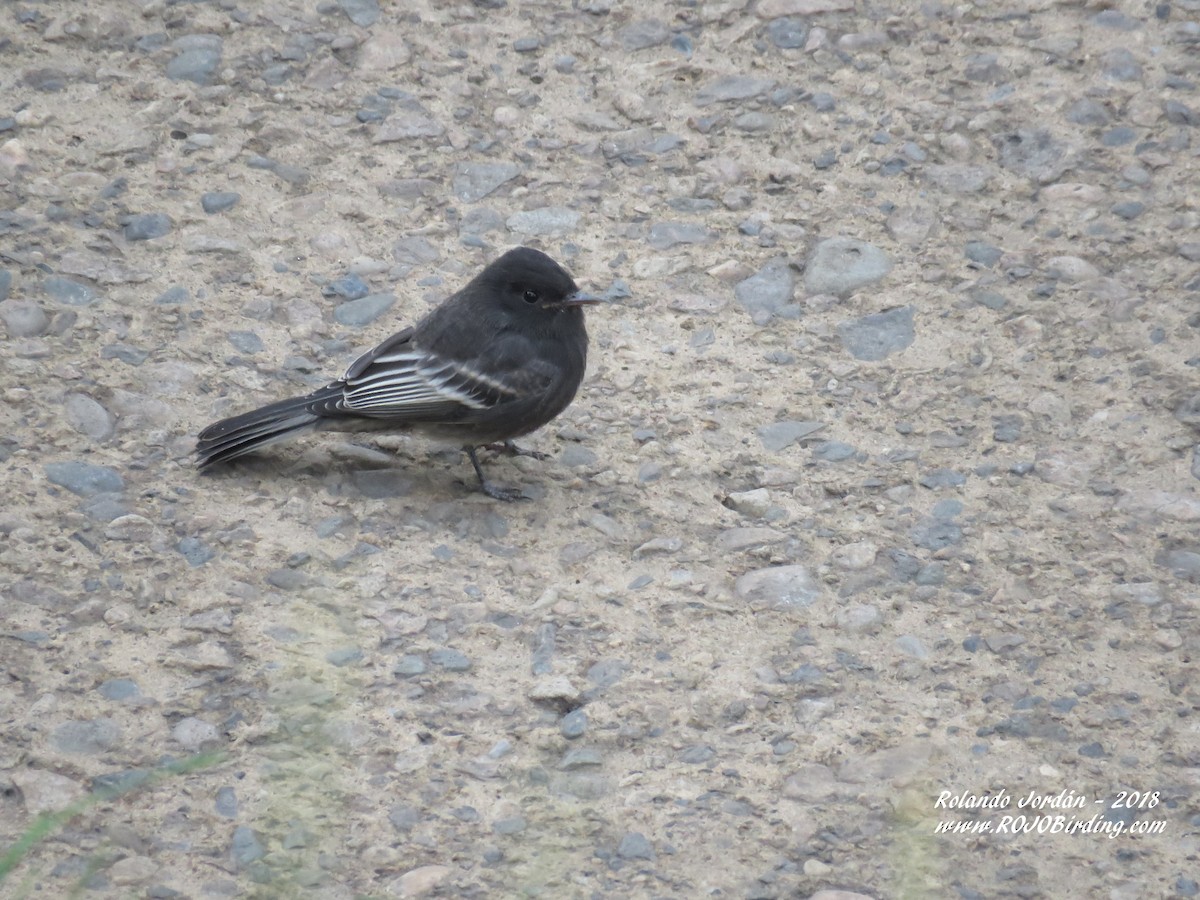 Black Phoebe (White-winged) - ML90051061