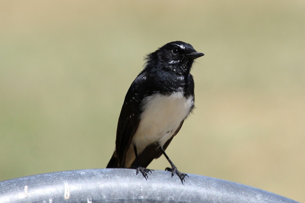 Willie-wagtail - Ray Turnbull
