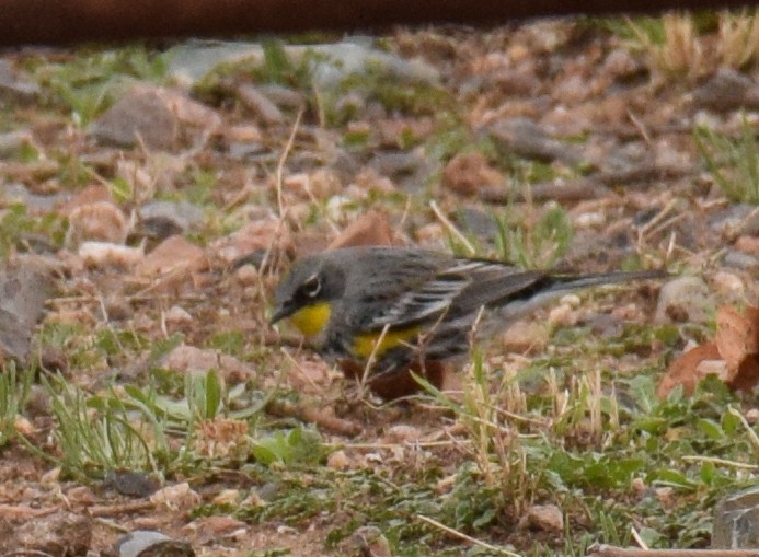 Yellow-rumped Warbler (Myrtle x Audubon's) - ML90053811