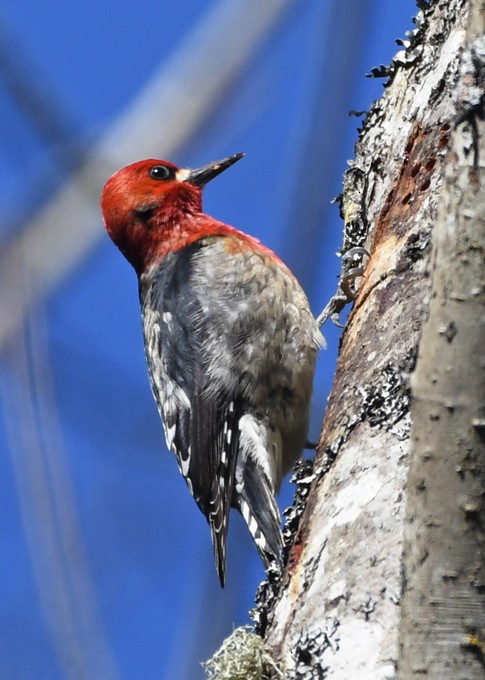 Red-breasted Sapsucker - MJ OnWhidbey