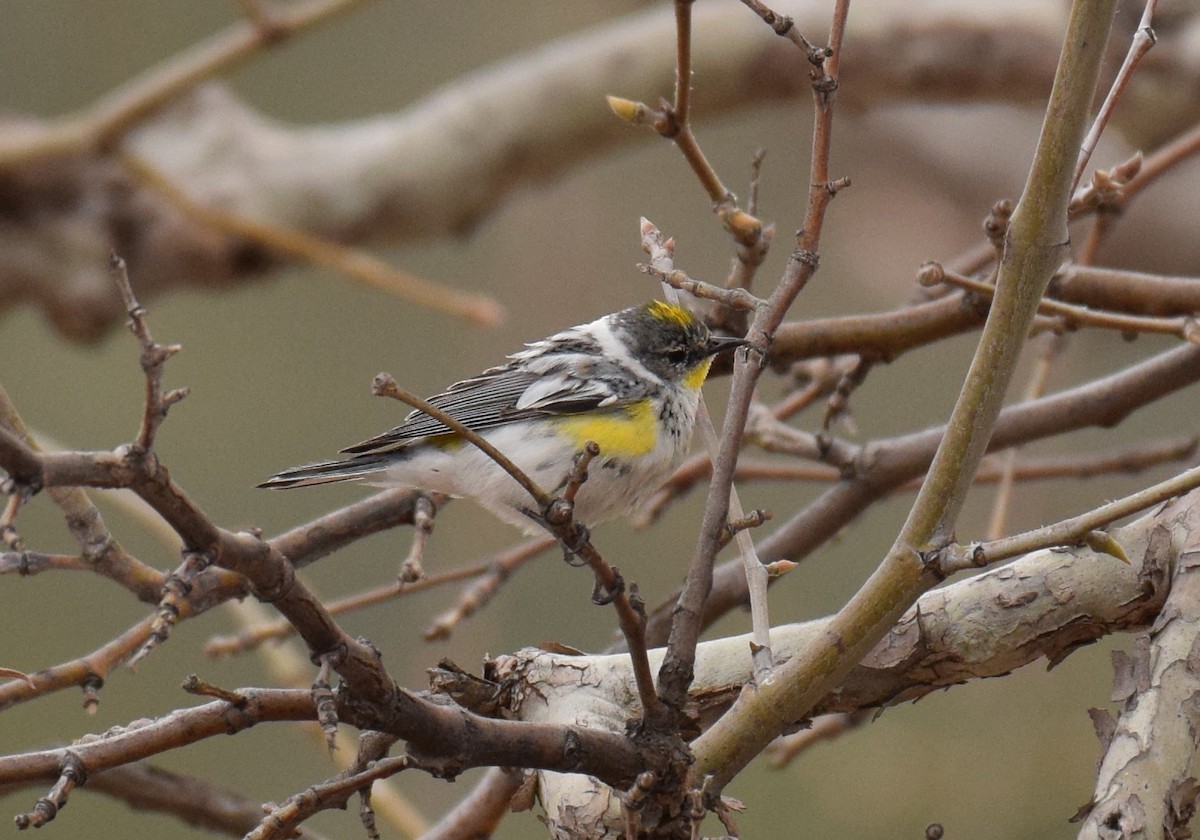 Yellow-rumped Warbler (Audubon's) - ML90053871