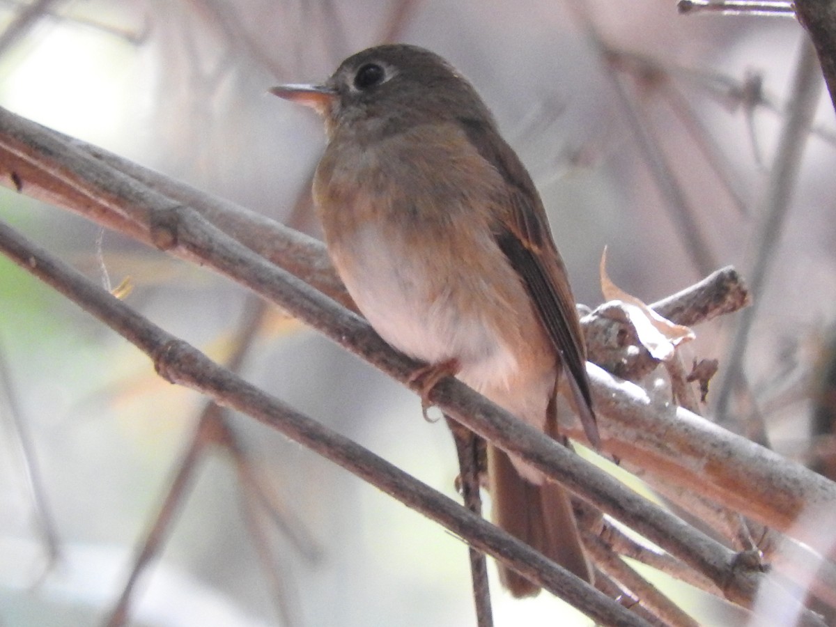 Brown-breasted Flycatcher - ML90055441
