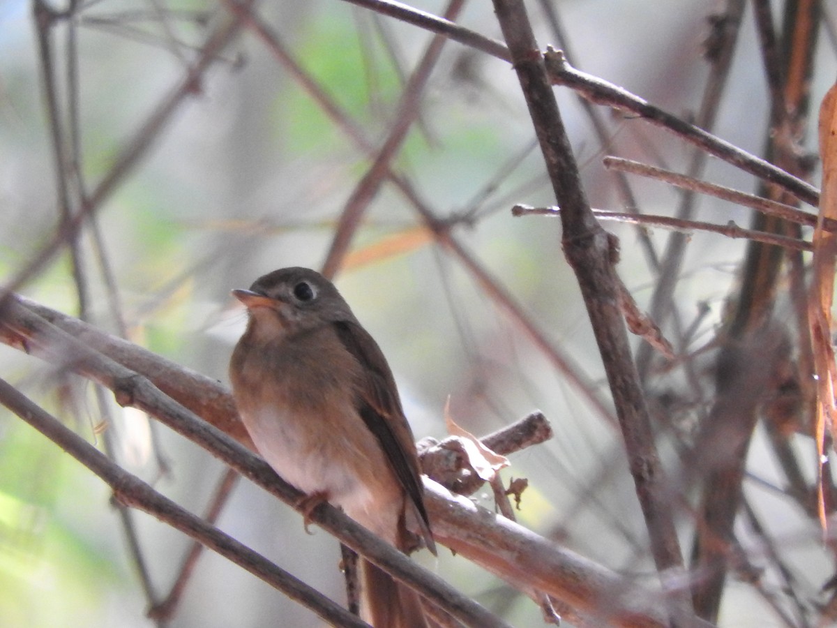 Brown-breasted Flycatcher - ML90055451
