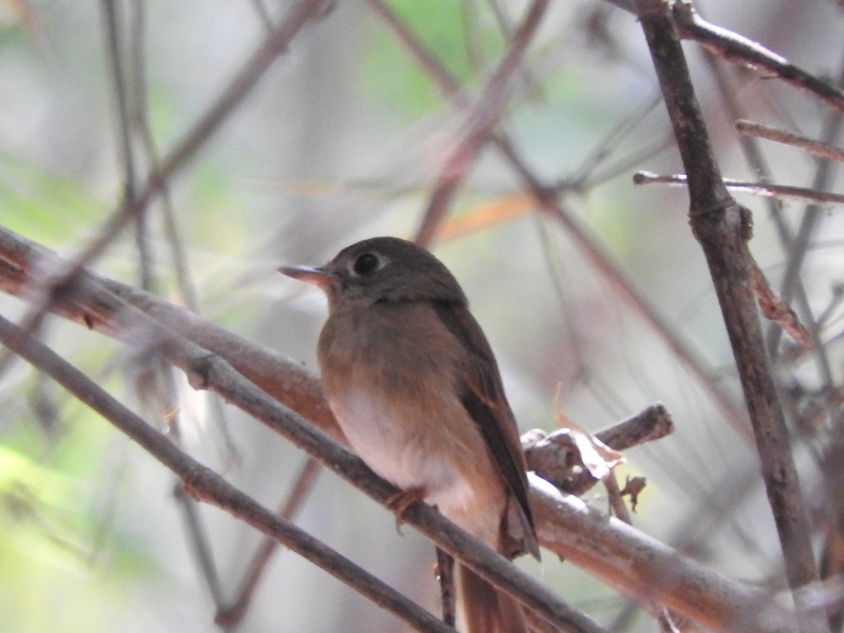 Brown-breasted Flycatcher - ML90055461
