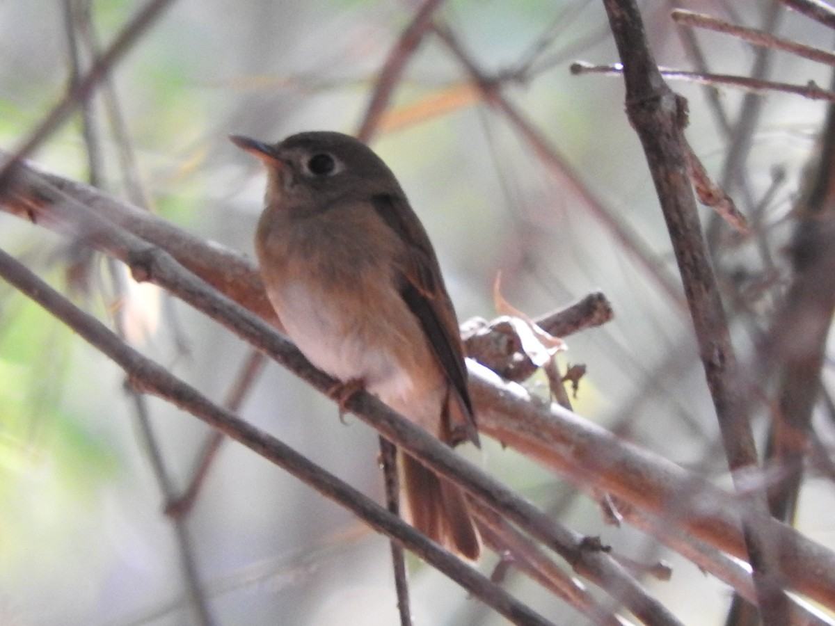 Brown-breasted Flycatcher - ML90055471