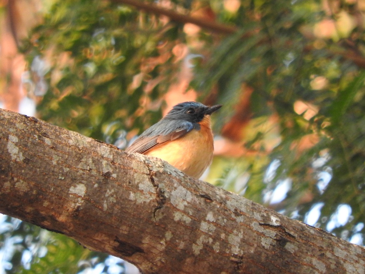 Tickell's Blue Flycatcher - Arjun  Dev