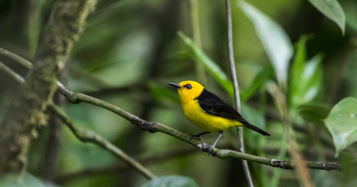 Black-and-yellow Tanager - Brandon Miller