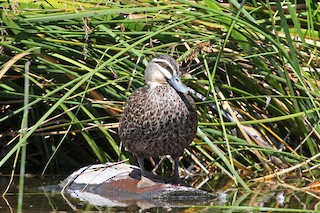 Pacific Black Duck, ML90058571