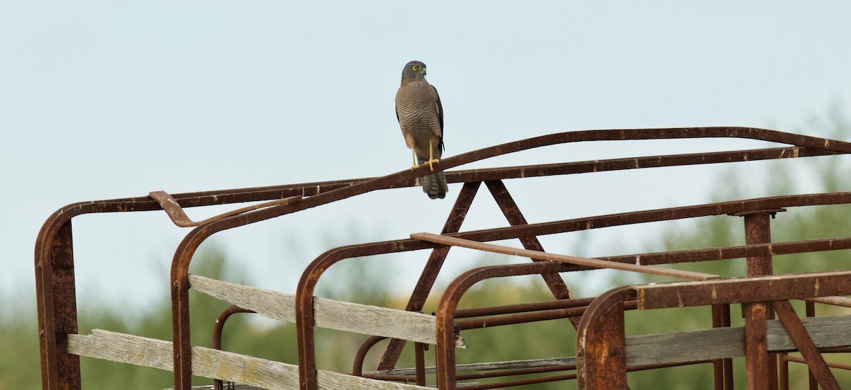 Collared Sparrowhawk - David  Tytherleigh