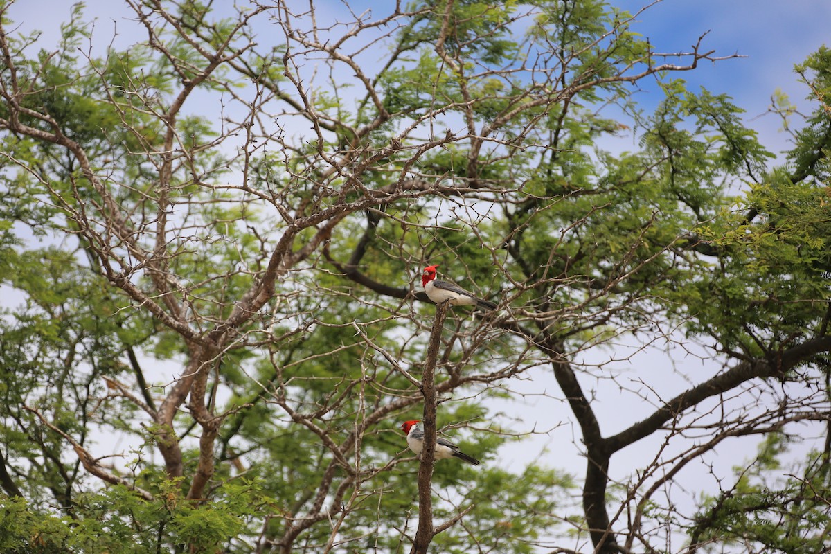 Red-crested Cardinal - burton balkind