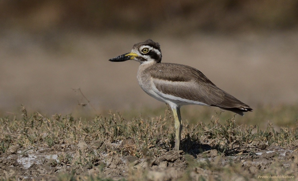 Great Thick-knee - ML90061371