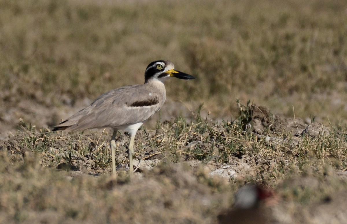 Great Thick-knee - ML90061391