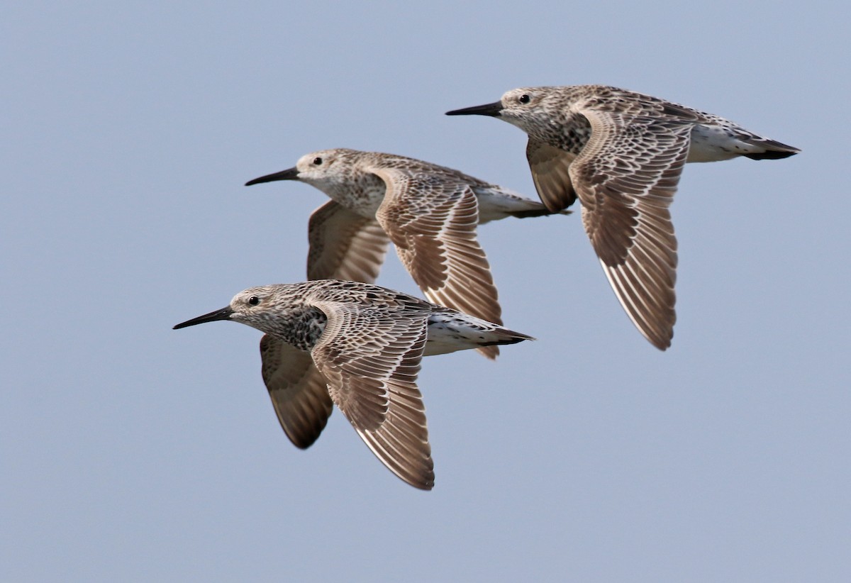 Great Knot - ML90064611