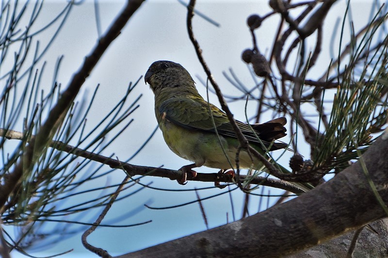 Red-rumped Parrot - Anthony Katon