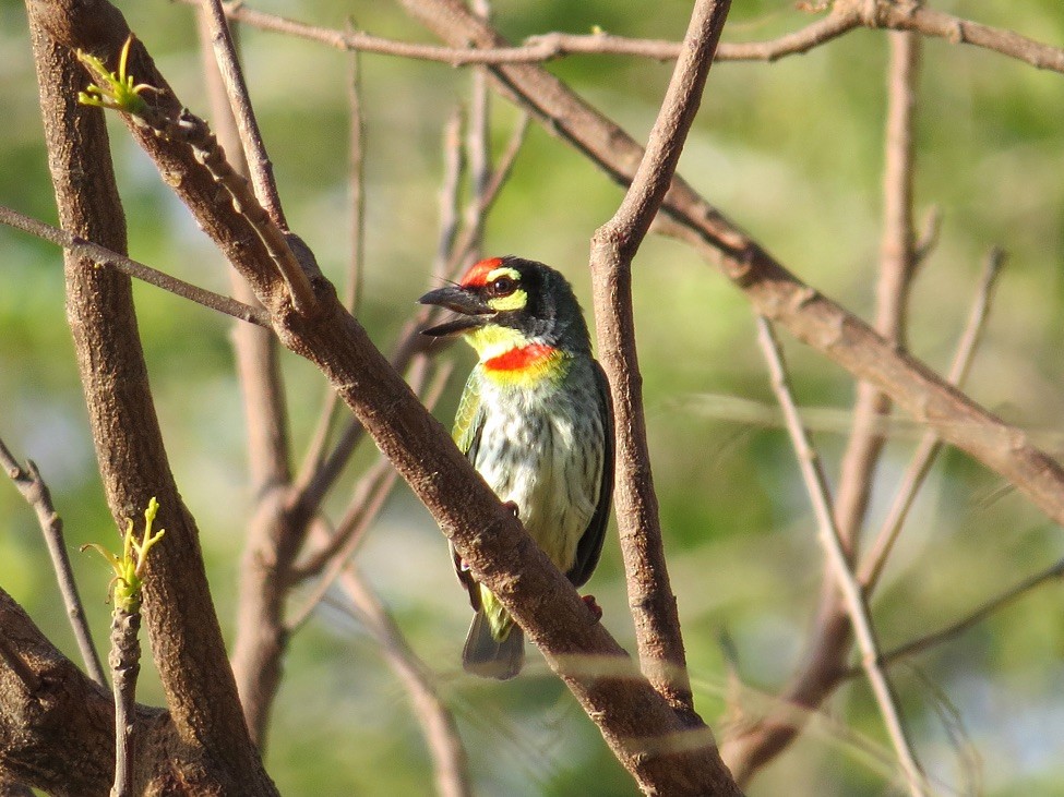 Coppersmith Barbet - André Weiss