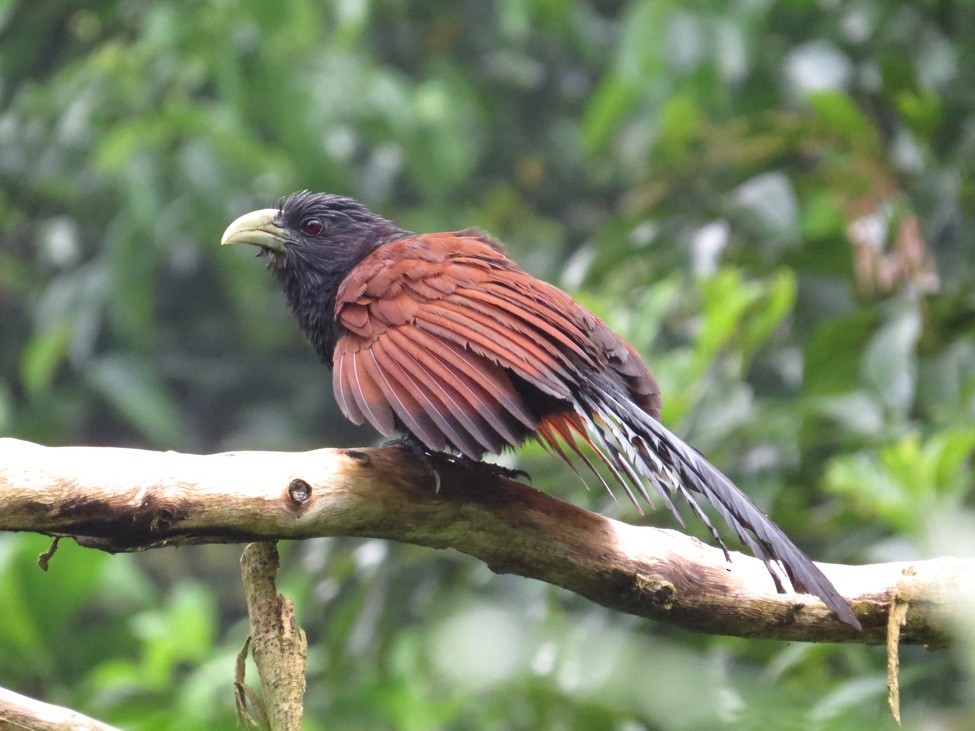 Green-billed Coucal - ML90066851