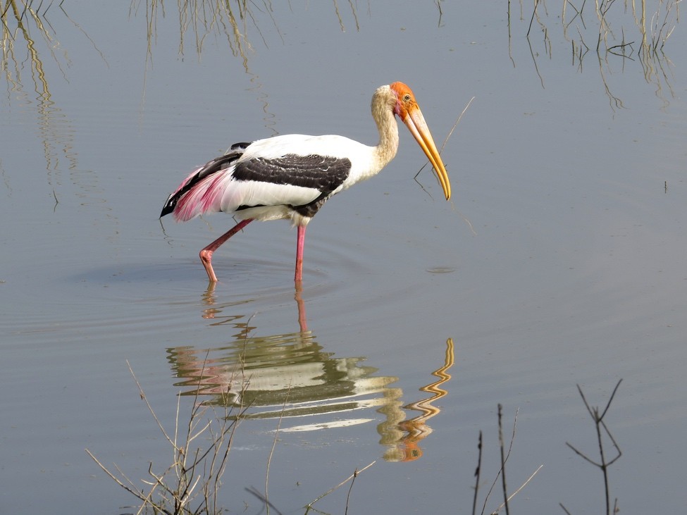 Painted Stork - André Weiss