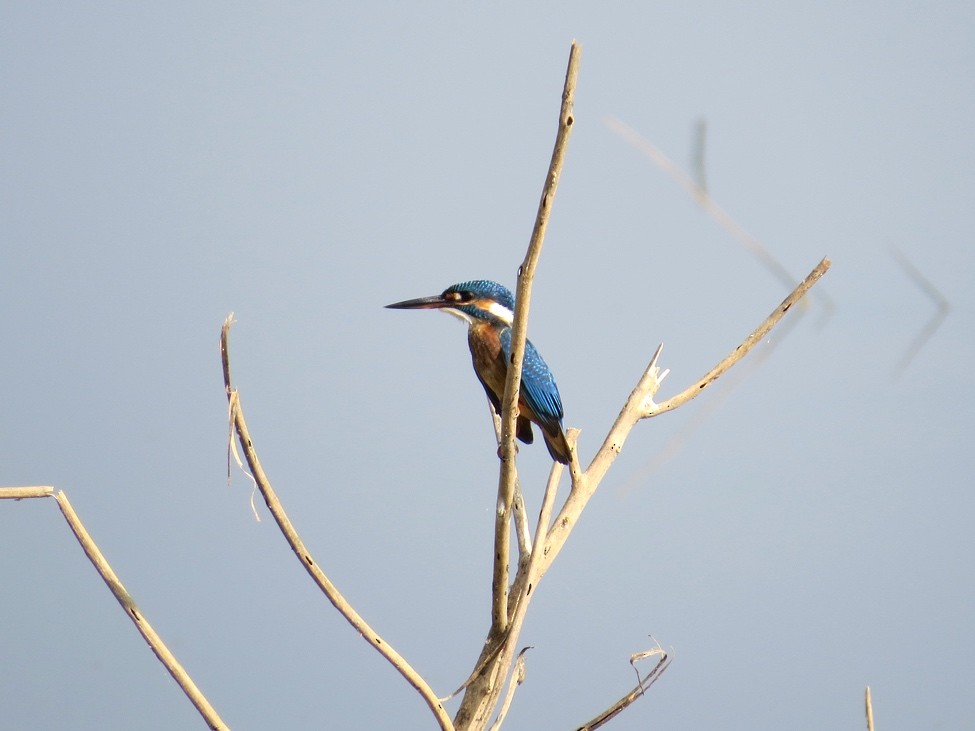 Common Kingfisher - André Weiss