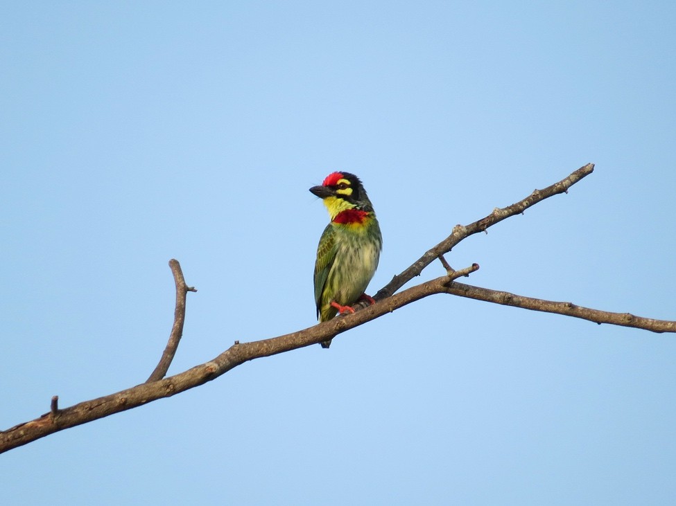 Coppersmith Barbet - André Weiss