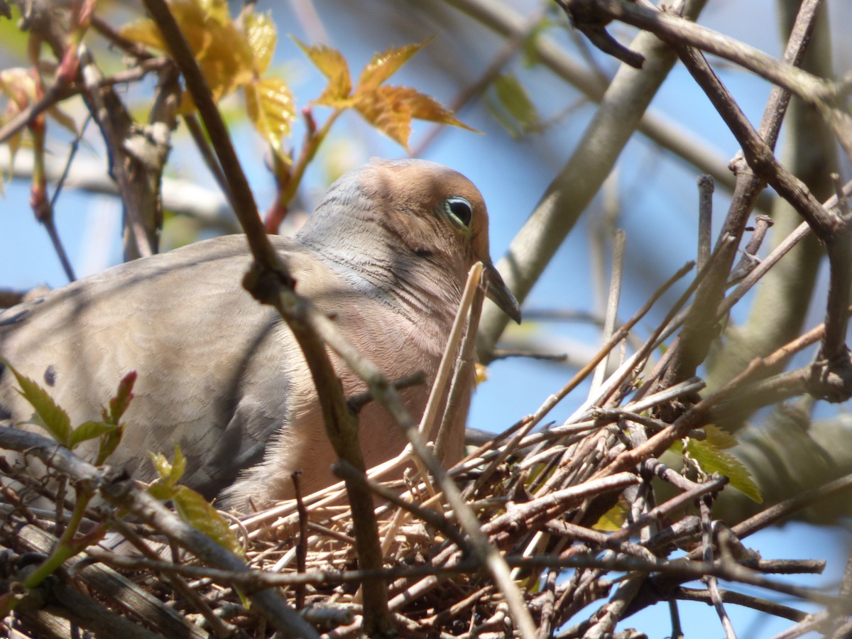Mourning Dove - Bill Crins