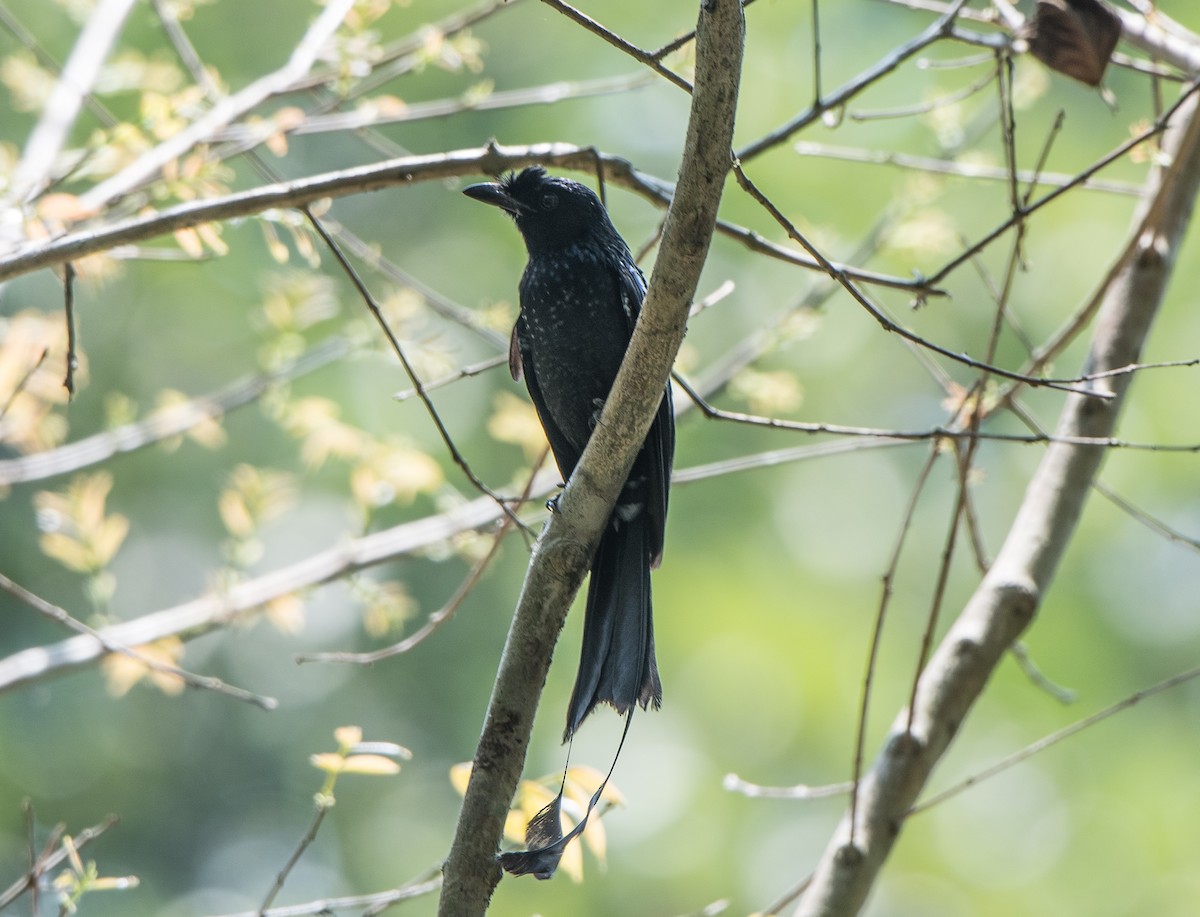 Greater Racket-tailed Drongo - ML90075331