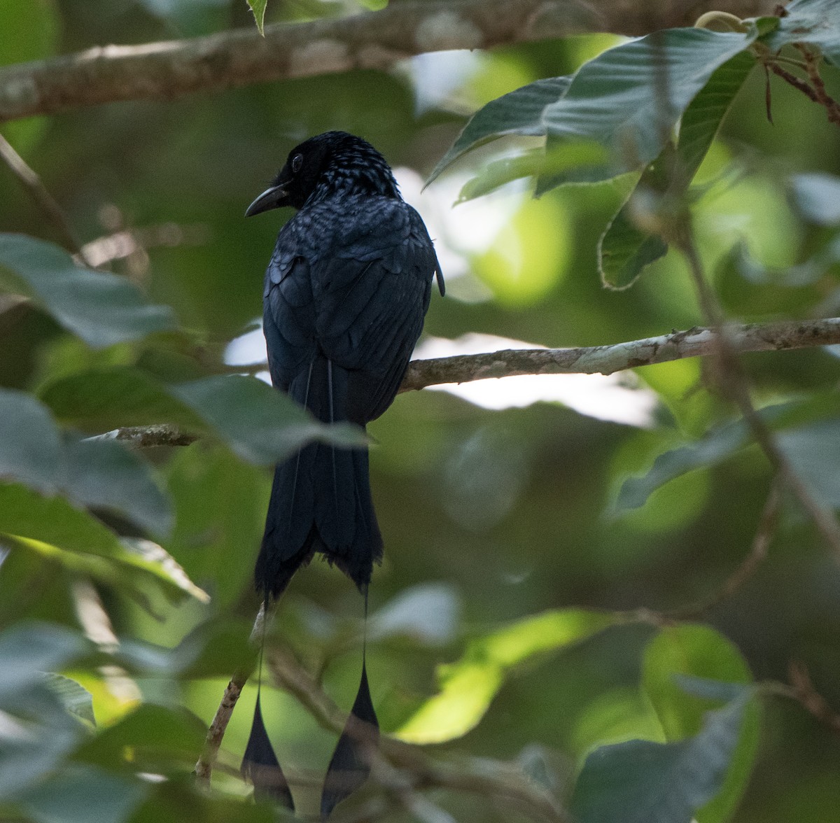 Greater Racket-tailed Drongo - ML90075381