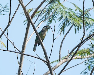  - Red-vented Barbet