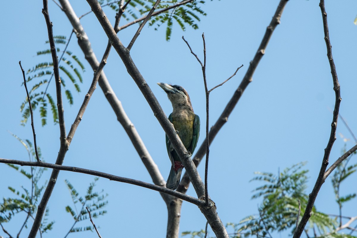 Red-vented Barbet - jimmy Yao
