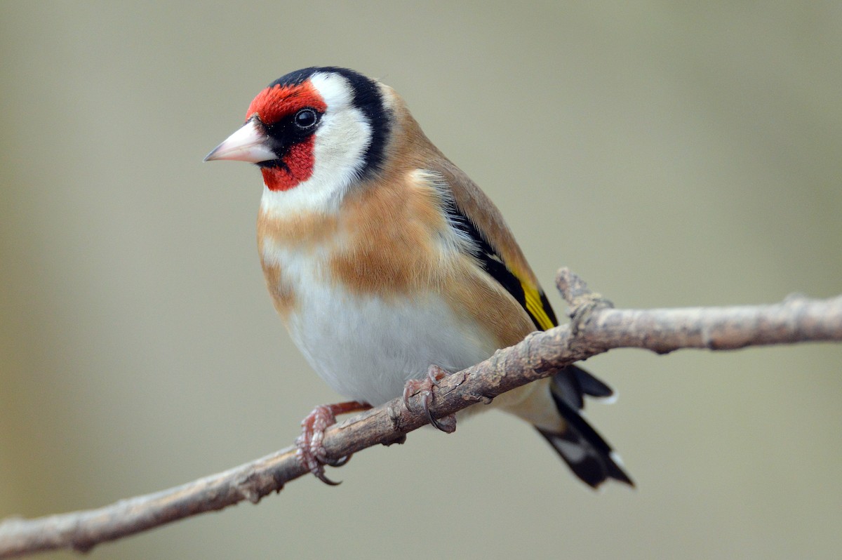 European Goldfinch - James Taylor