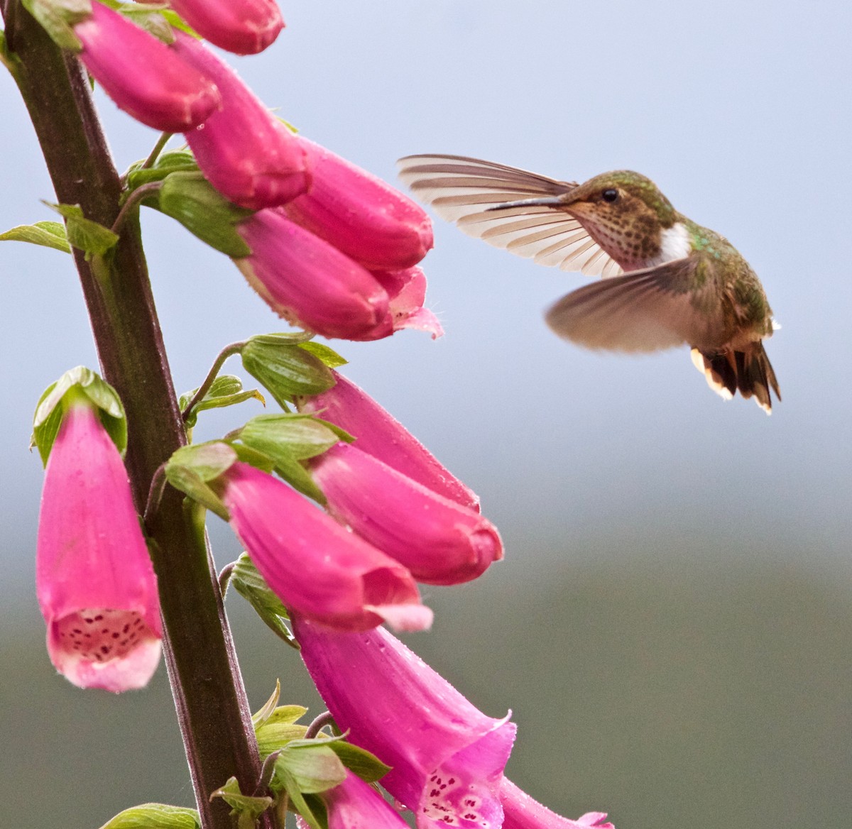 Scintillant Hummingbird - Rob O'Donnell