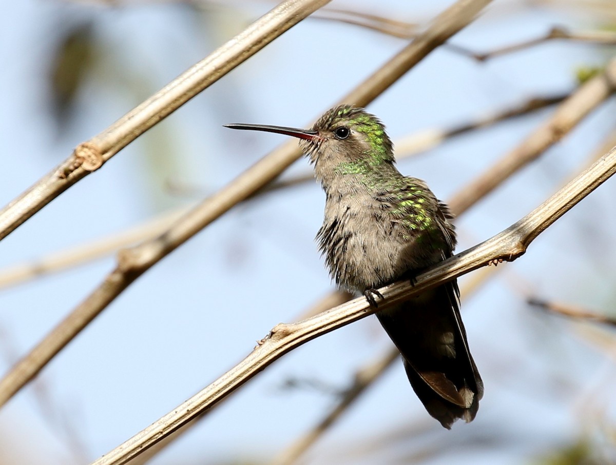 Broad-billed Hummingbird - Matthew Grube