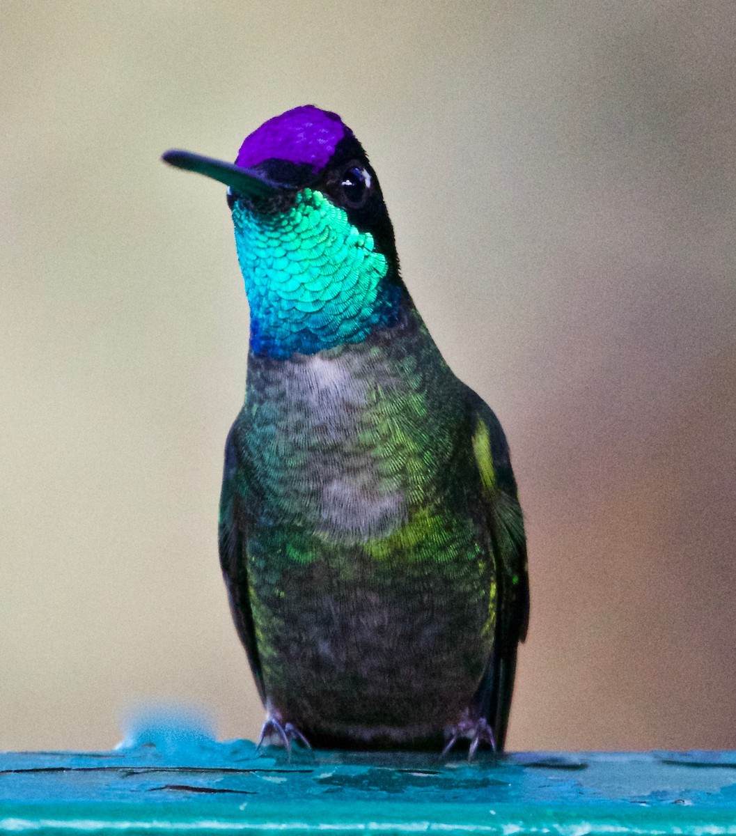 Talamanca Hummingbird - Rob O'Donnell