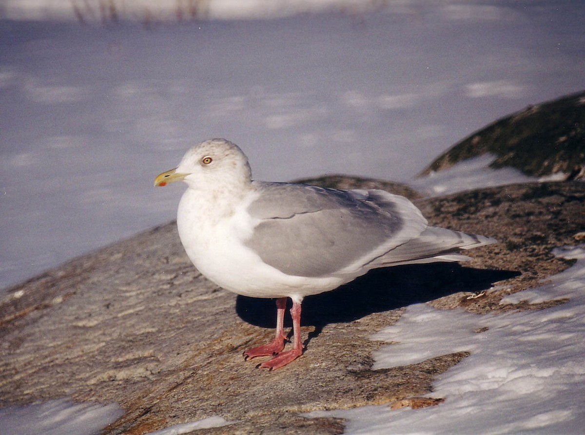 Iceland Gull (kumlieni/glaucoides) - Claude Auchu