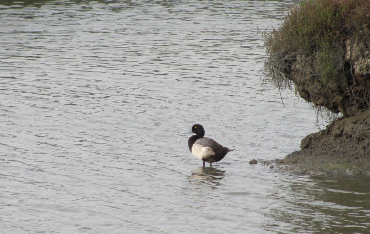 Greater Scaup - gilbert t
