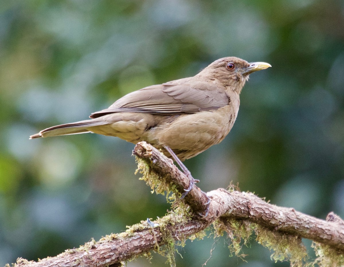 Clay-colored Thrush - Rob O'Donnell