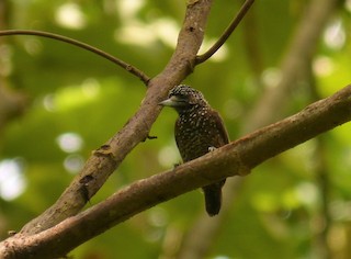  - Varzea Piculet