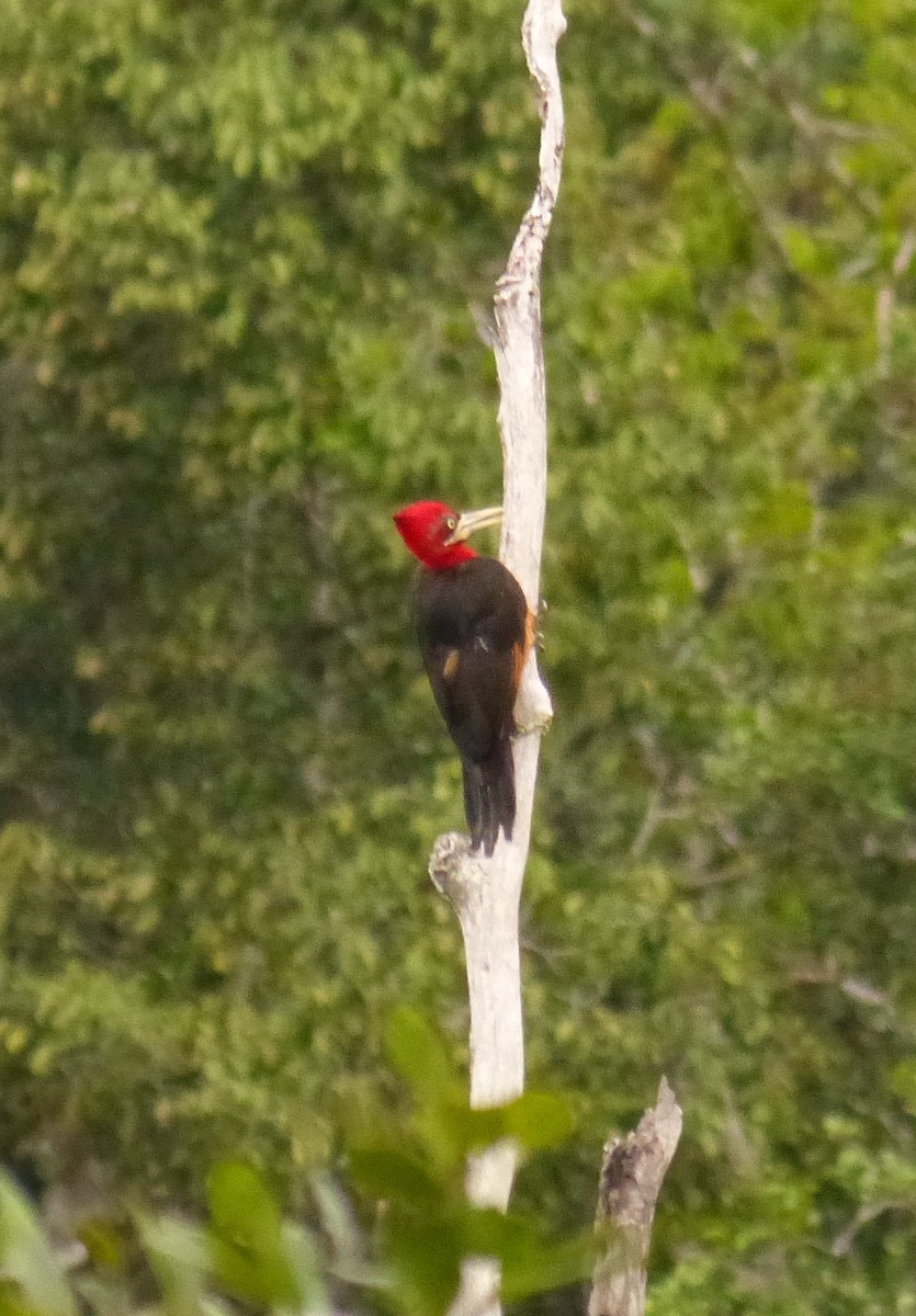 Red-necked Woodpecker - Terry Rosenmeier