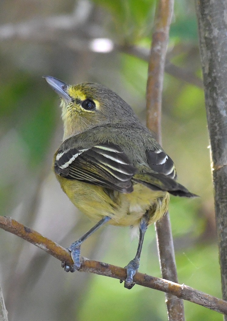 Thick-billed Vireo - ML90089851