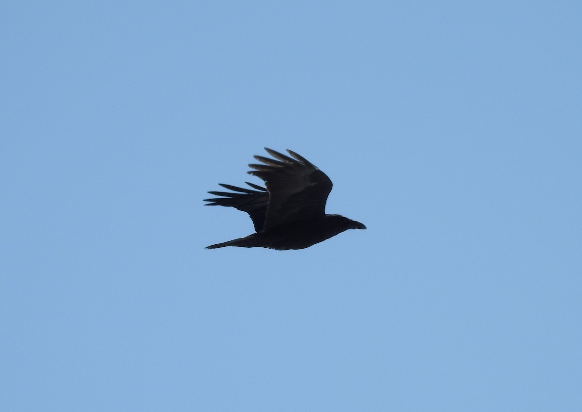 Common Raven - Shane Sater