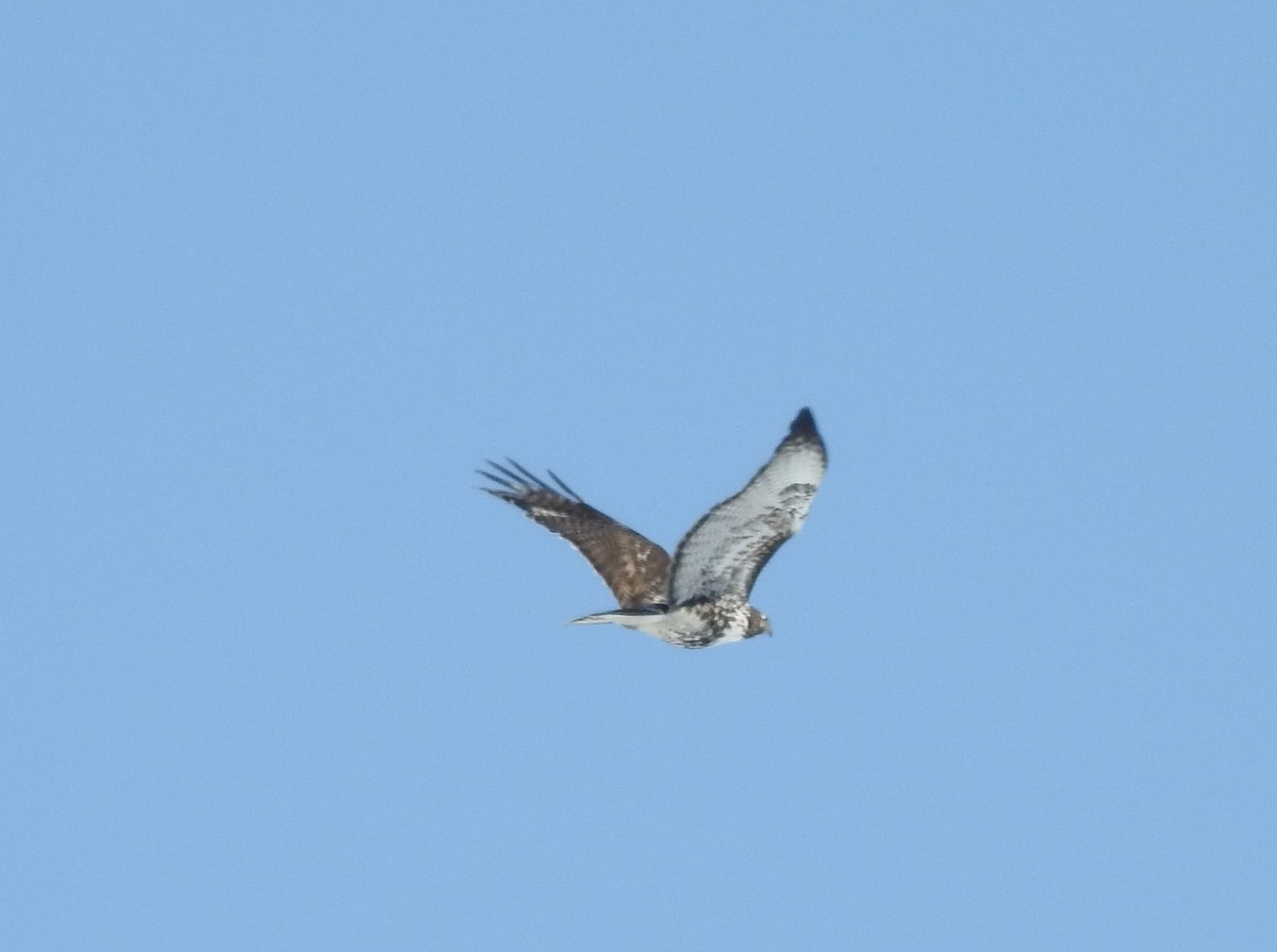 Red-tailed Hawk (Harlan's) - ML90091431