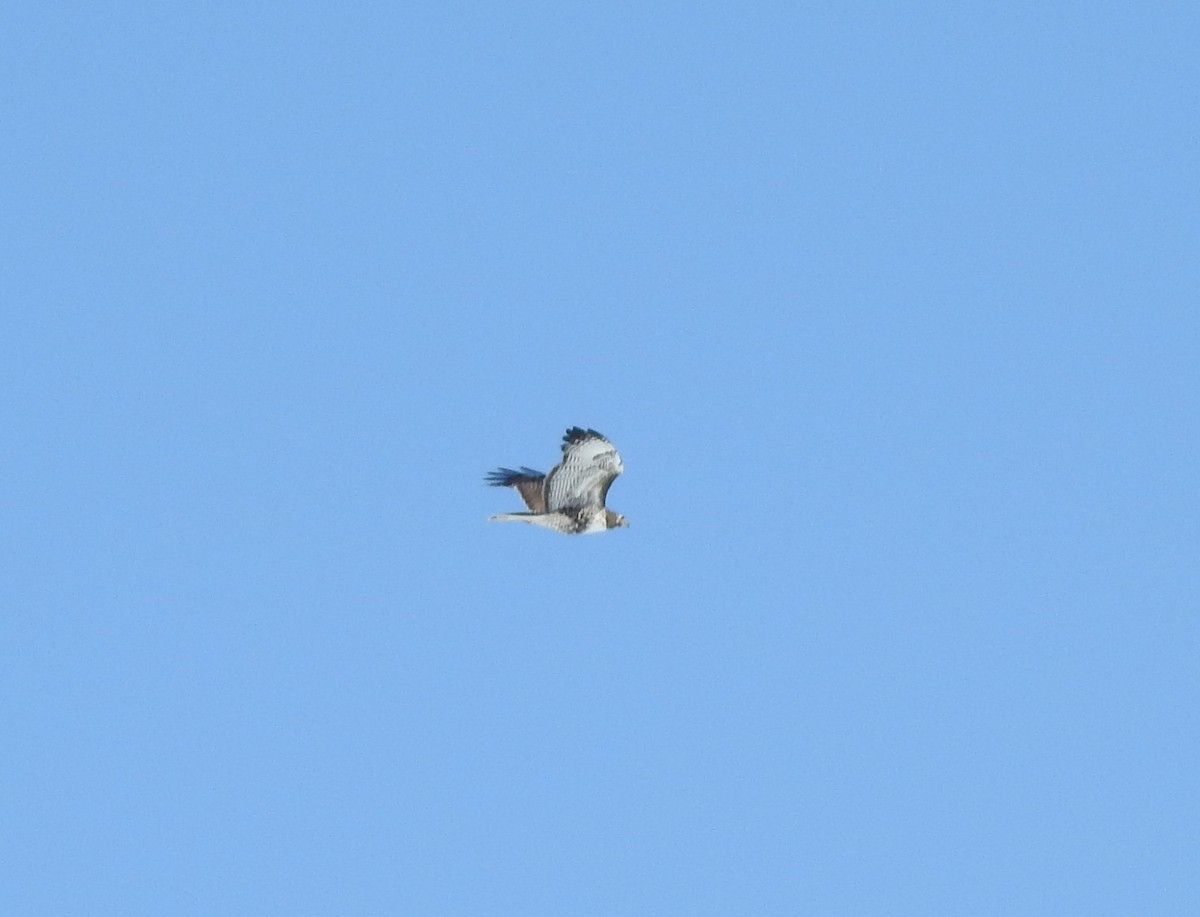 Red-tailed Hawk (Harlan's) - ML90091531