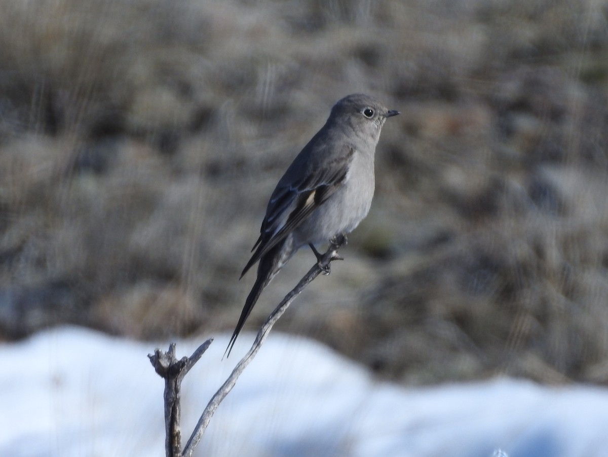 Townsend's Solitaire - ML90091561
